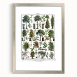 Vintage Botanical Illustration of Diverse Trees Art Print