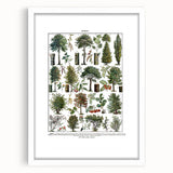 Vintage Botanical Illustration of Diverse Trees Art Print