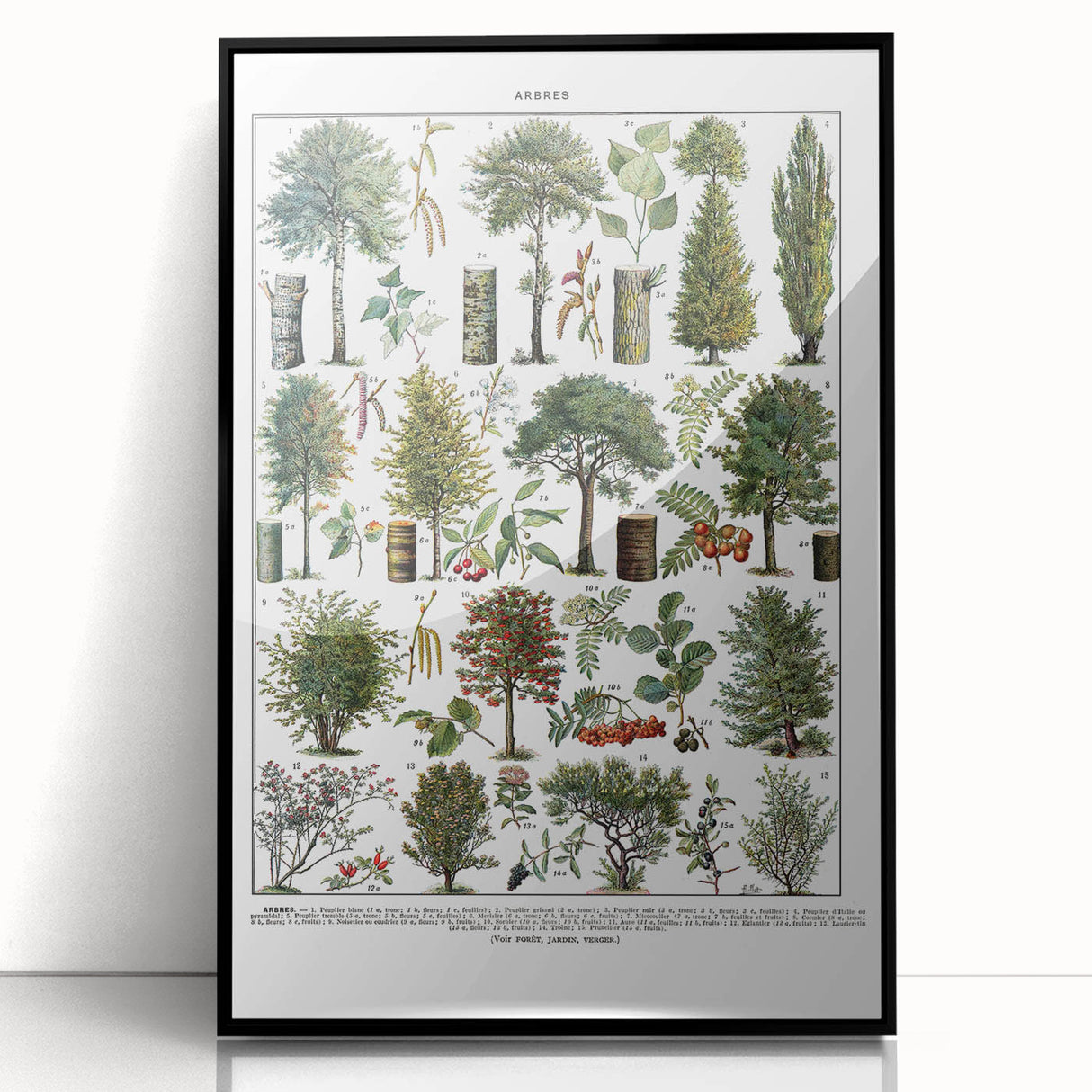 Vintage Botanical Illustration of Diverse Trees Art Print