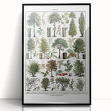 Vintage Botanical Illustration of Diverse Trees Art Print