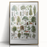 Vintage Botanical Illustration of Diverse Trees Art Print