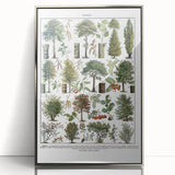 Vintage Botanical Illustration of Diverse Trees Art Print