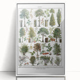 Vintage Botanical Illustration of Diverse Trees Art Print