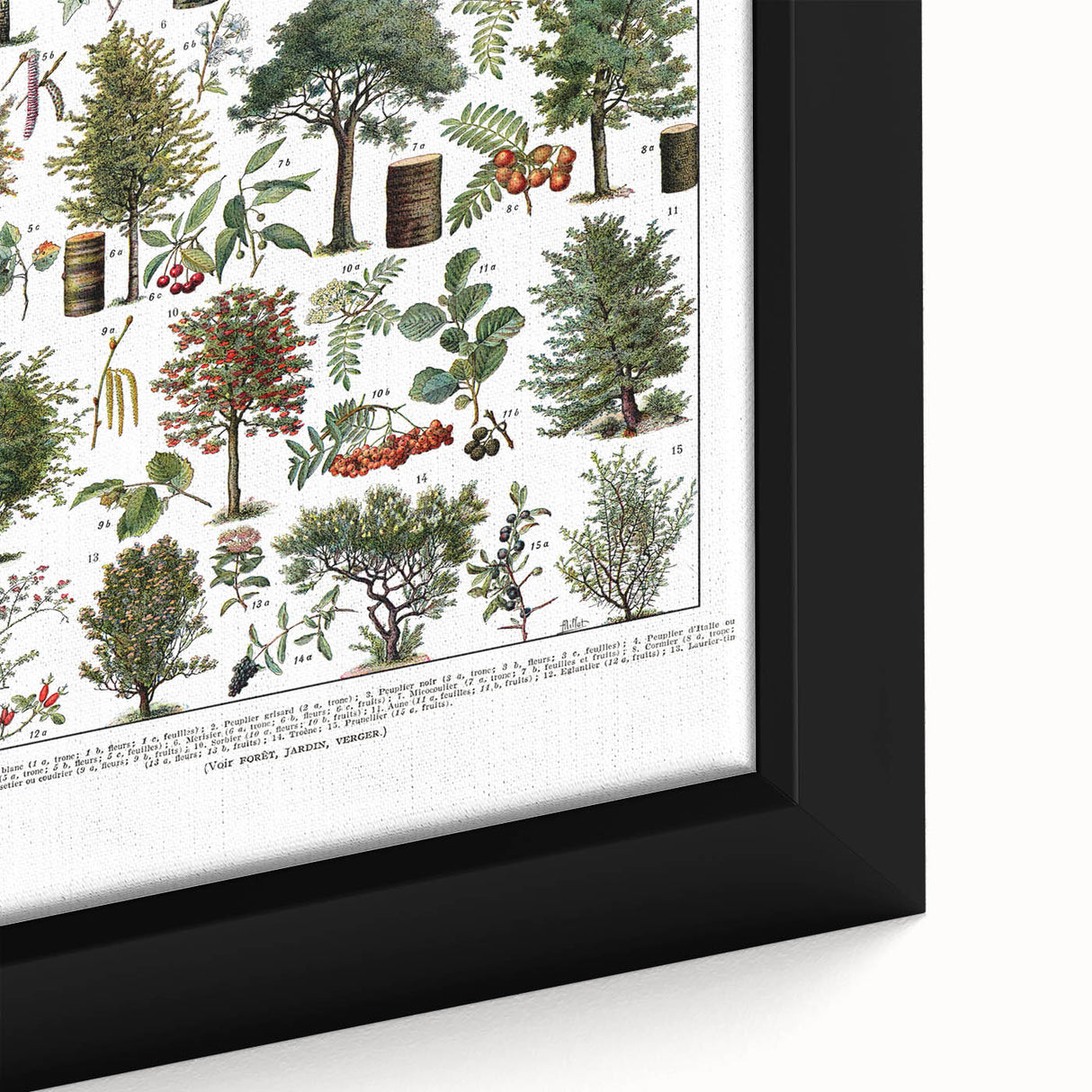 Vintage Botanical Illustration of Diverse Trees Art Print