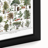 Vintage Botanical Illustration of Diverse Trees Art Print
