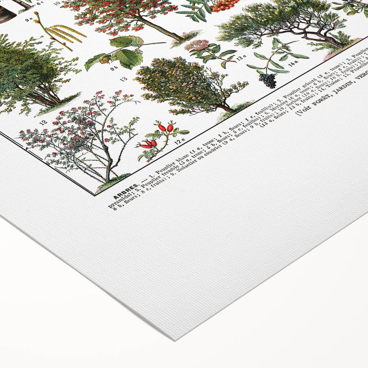 Vintage Botanical Illustration of Diverse Trees Art Print