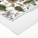 Vintage Botanical Illustration of Diverse Trees Art Print