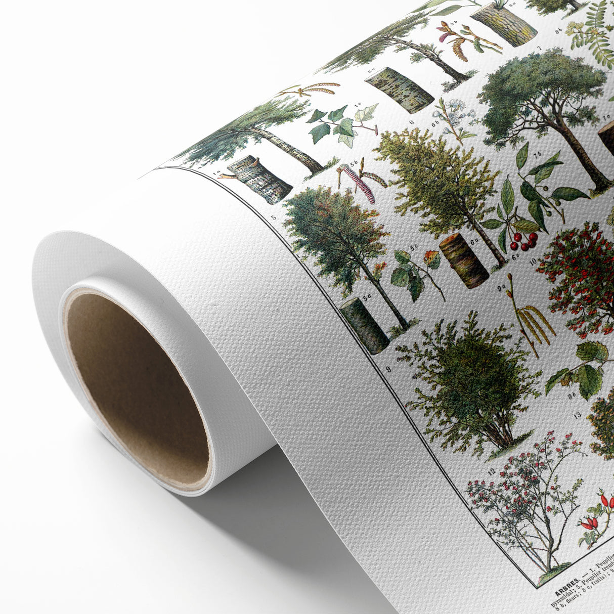 Vintage Botanical Illustration of Diverse Trees Art Print