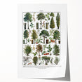 Vintage Botanical Illustration of Diverse Trees Art Print