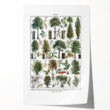 Vintage Botanical Illustration of Diverse Trees Art Print