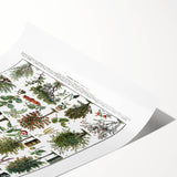 Vintage Botanical Illustration of Diverse Trees Art Print