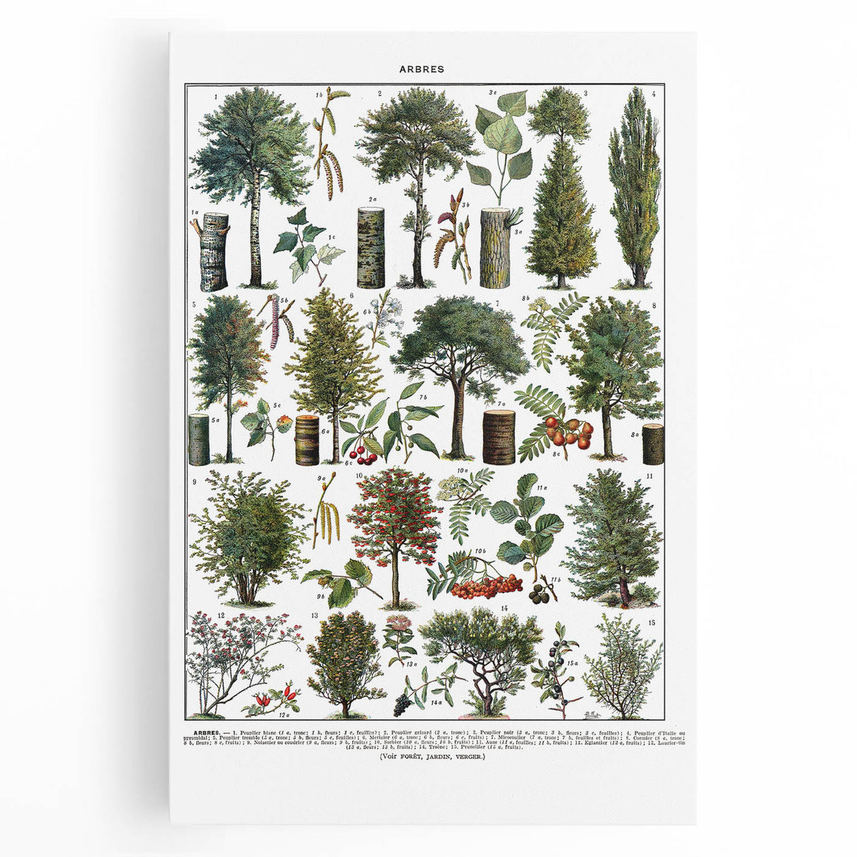 Vintage Botanical Illustration of Diverse Trees Art Print