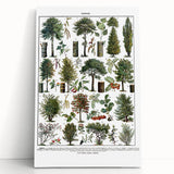 Vintage Botanical Illustration of Diverse Trees Art Print