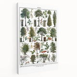 Vintage Botanical Illustration of Diverse Trees Art Print