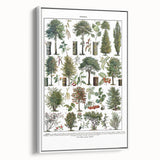 Vintage Botanical Illustration of Diverse Trees Art Print