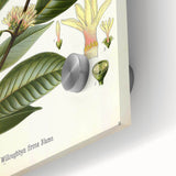 Vintage Botanical Illustration of Willoughbya Plant Art Print