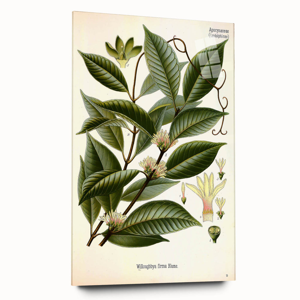 Vintage Botanical Illustration of Willoughbya Plant Art Print