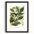 Vintage Botanical Illustration of Willoughbya Plant Art Print
