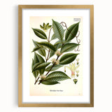 Vintage Botanical Illustration of Willoughbya Plant Art Print