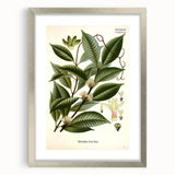 Vintage Botanical Illustration of Willoughbya Plant Art Print