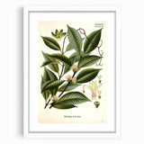 Vintage Botanical Illustration of Willoughbya Plant Art Print