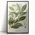 Vintage Botanical Illustration of Willoughbya Plant Art Print