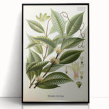 Vintage Botanical Illustration of Willoughbya Plant Art Print