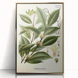 Vintage Botanical Illustration of Willoughbya Plant Art Print