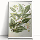 Vintage Botanical Illustration of Willoughbya Plant Art Print