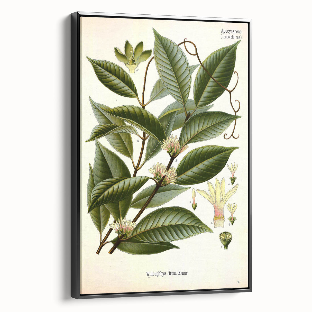 Vintage Botanical Illustration of Willoughbya Plant Art Print