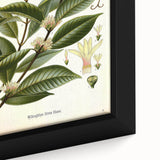 Vintage Botanical Illustration of Willoughbya Plant Art Print