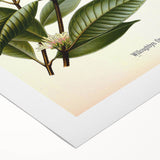 Vintage Botanical Illustration of Willoughbya Plant Art Print