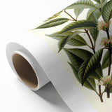 Vintage Botanical Illustration of Willoughbya Plant Art Print