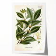 Vintage Botanical Illustration of Willoughbya Plant Art Print