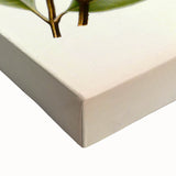 Vintage Botanical Illustration of Willoughbya Plant Art Print