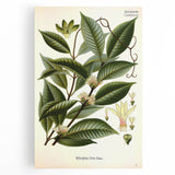 Vintage Botanical Illustration of Willoughbya Plant Art Print
