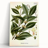 Vintage Botanical Illustration of Willoughbya Plant Art Print