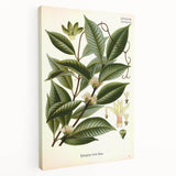 Vintage Botanical Illustration of Willoughbya Plant Art Print