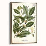 Vintage Botanical Illustration of Willoughbya Plant Art Print