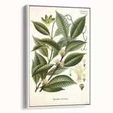 Vintage Botanical Illustration of Willoughbya Plant Art Print
