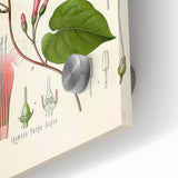 Vintage Botanical Illustration of Ipomoea Plant Art Print