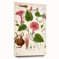 Vintage Botanical Illustration of Ipomoea Plant Art Print