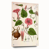 Vintage Botanical Illustration of Ipomoea Plant Art Print