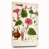 Vintage Botanical Illustration of Ipomoea Plant Art Print