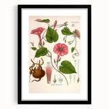 Vintage Botanical Illustration of Ipomoea Plant Art Print