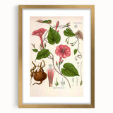 Vintage Botanical Illustration of Ipomoea Plant Art Print