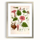 Vintage Botanical Illustration of Ipomoea Plant Art Print