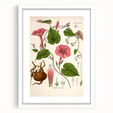 Vintage Botanical Illustration of Ipomoea Plant Art Print
