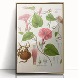 Vintage Botanical Illustration of Ipomoea Plant Art Print