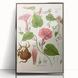 Vintage Botanical Illustration of Ipomoea Plant Art Print